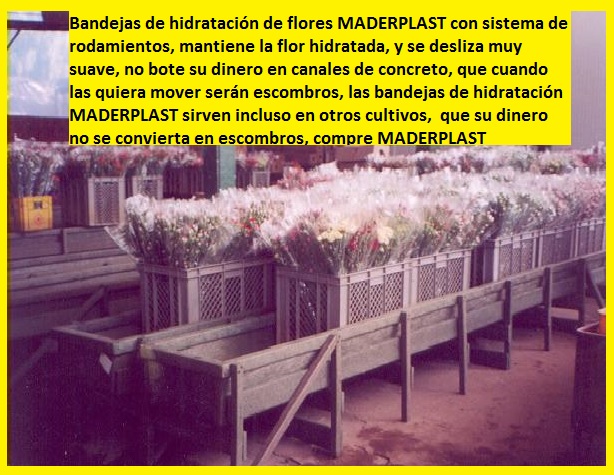 hidratación de flores cortadas poncheras bandejas cajas canaletas hidratar flores cosechas postcosecha hidratadas hidratar en canecas bandejas plásticas maderplast canales aspersión posetas 009 hidratación de flores cortadas poncheras bandejas cajas canaletas hidratar flores cosechas postcosecha hidratadas hidratar en canecas bandejas plásticas maderplast canales aspersión posetas 009 hidratación de flores cortadas poncheras bandejas cajas canaletas hidratar flores cosechas postcosecha hidratadas hidratar en canecas bandejas plásticas maderplast canales aspersión posetas 009 hidratación de flores cortadas poncheras bandejas cajas canaletas hidratar flores cosechas postcosecha hidratadas hidratar en canecas bandejas plásticas maderplast canales aspersión posetas 009